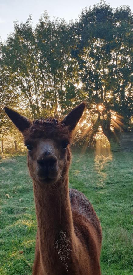 Aux Murmures De La Nature B&B オンフルール エクステリア 写真